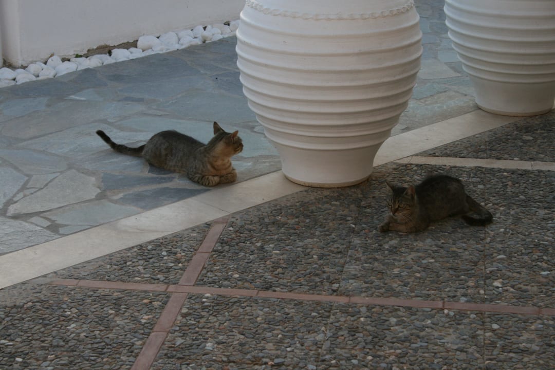 Hauskatzen Knossos Beach Bungalows Suites Resort & Spa