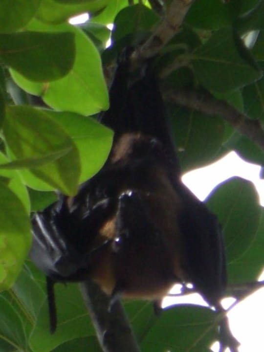 Flattermann Kuramathi Maldives