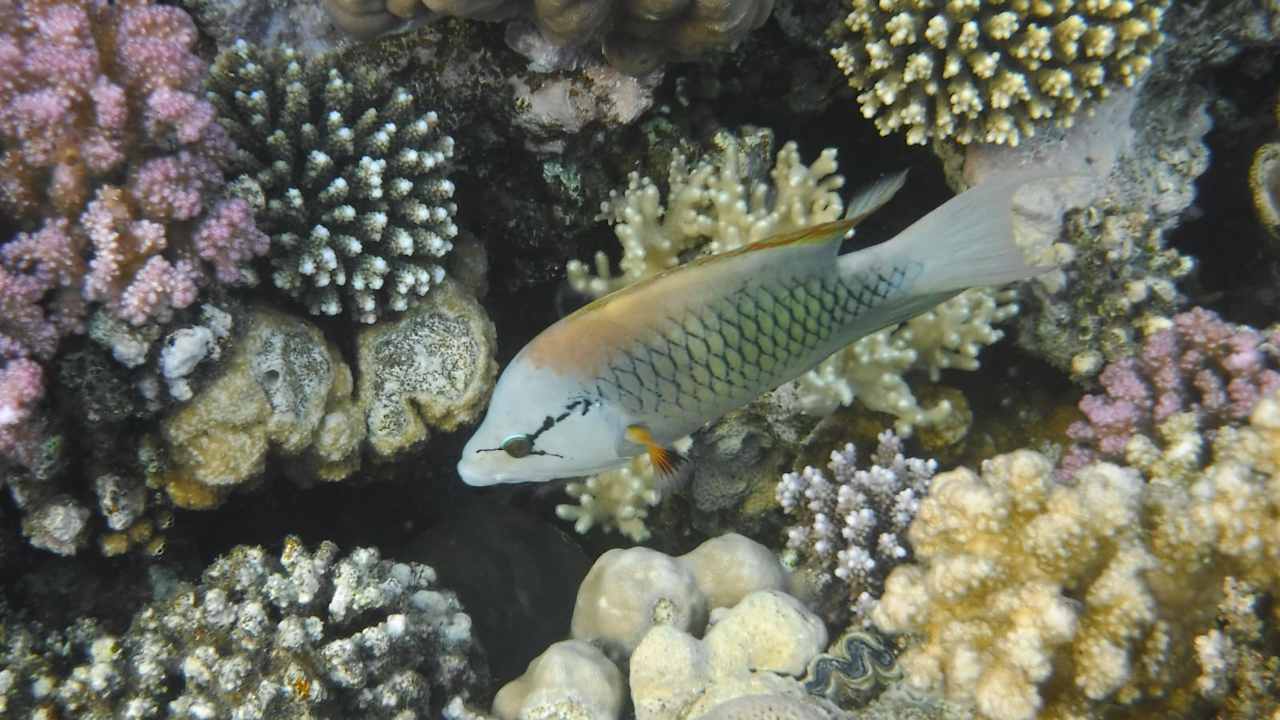 Strand Makadi Spa - Adults only