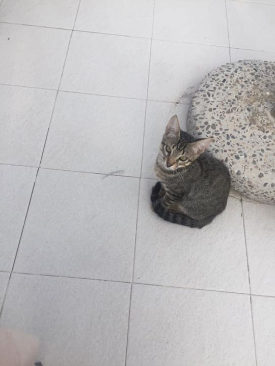 Sonstiges PortBlue Club Pollentia Resort & Spa