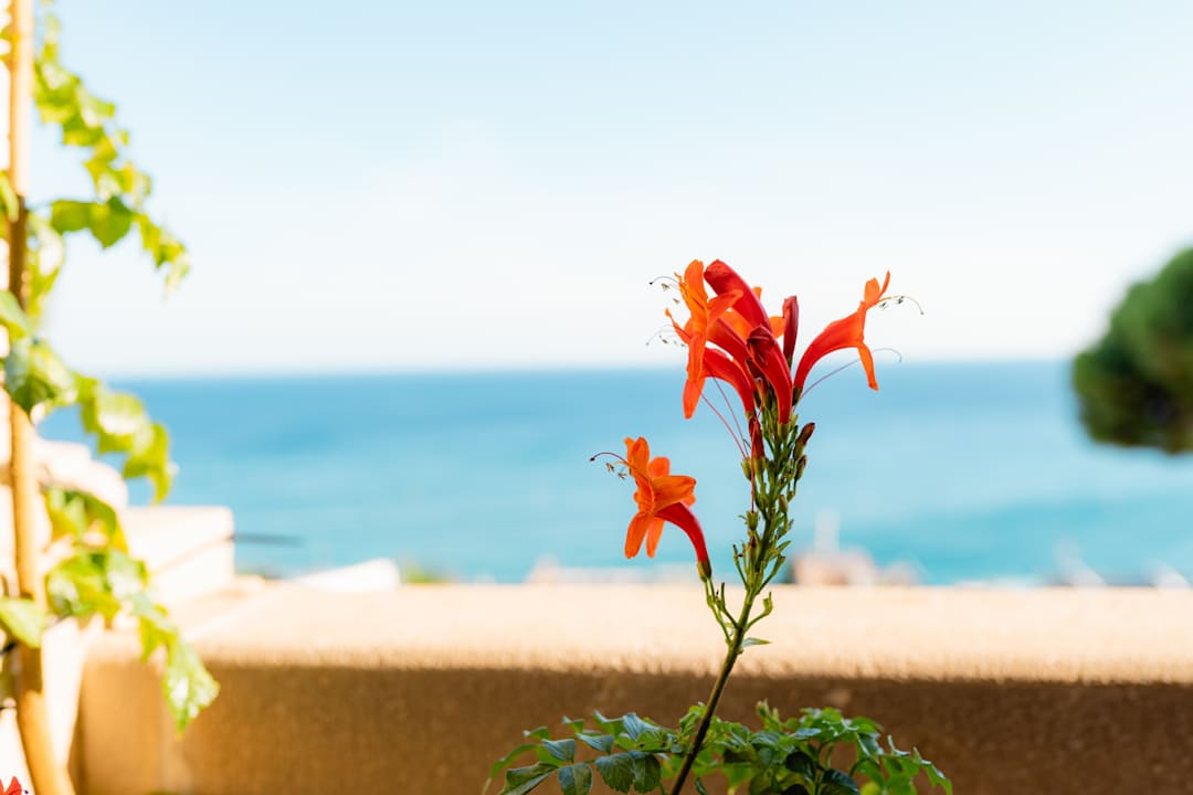 Ausblick Hotel Roger de Flor Seleqtta