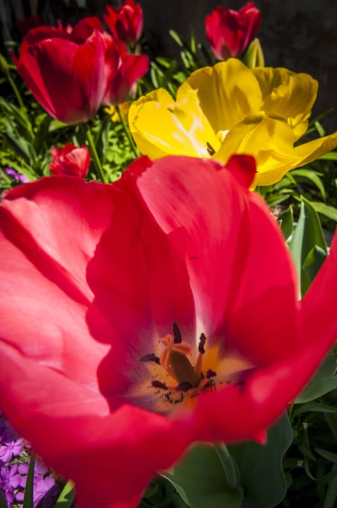 Blumen Hotel Cernia Isola Botanica