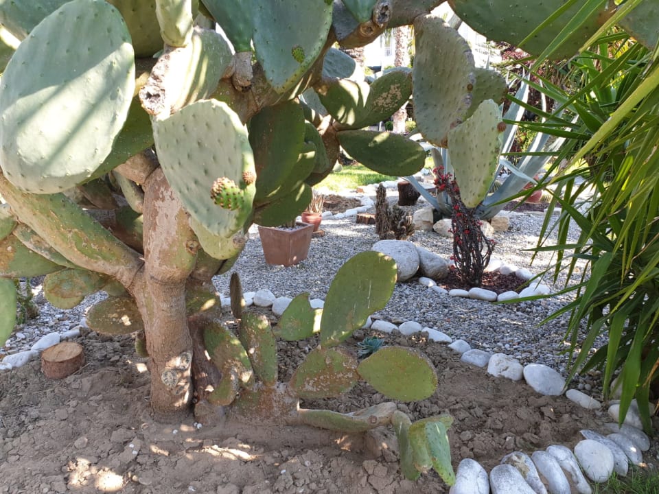 Gartenanlage Trendy Aspendos Beach Hotel