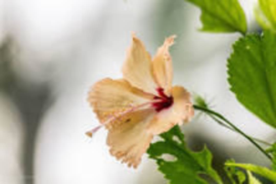 Flora und Fauna Villa Vollmond