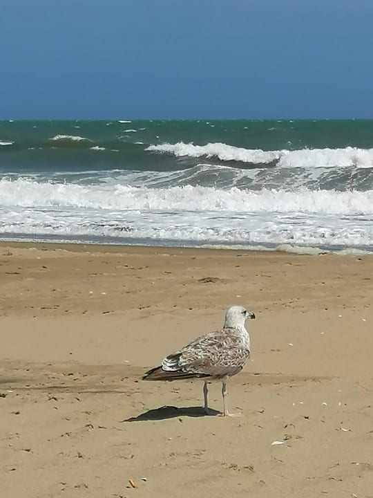 Strand Playacanela Hotel