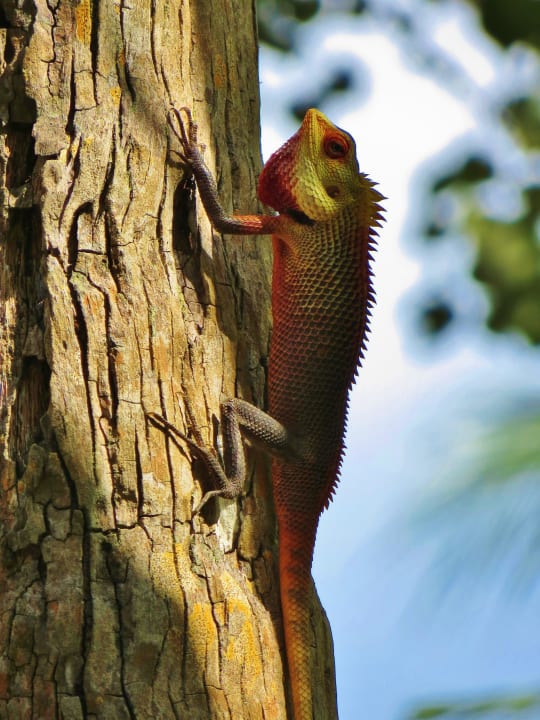 Überall kreucht und fleucht es Kuramathi Maldives