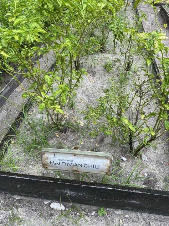 Gartenanlage ROBINSON MALDIVES