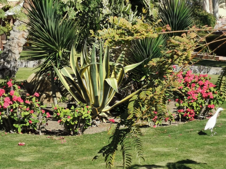 Gartenanlage Steigenberger Coraya Beach - Adults only