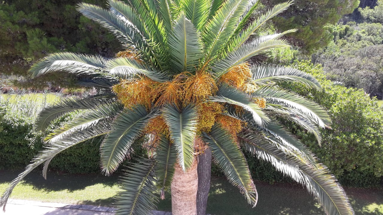 Schöne  Palme Hotel Exagon Park