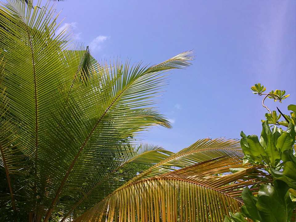 Insel Summer Island Maldives