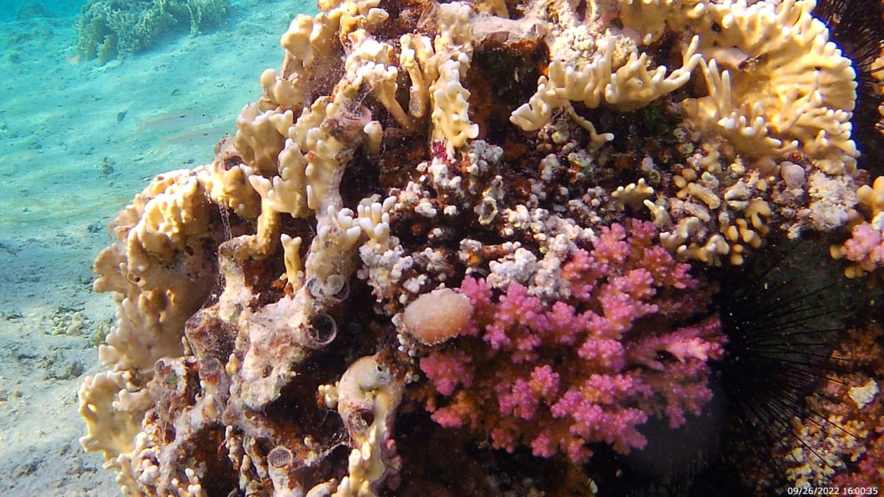 Strand Jaz Grand Marsa