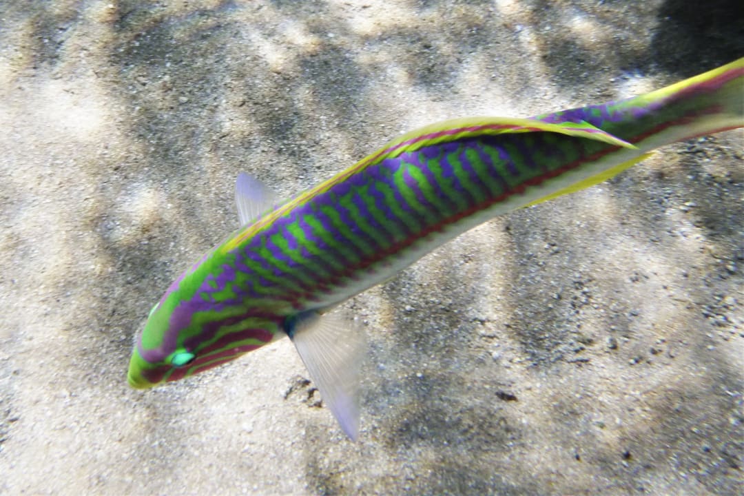 Sport & Freizeit Hotel JAZ Makadi Star & Spa