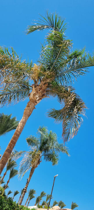 Gartenanlage Stella Beach Resort & Spa Makadi Bay