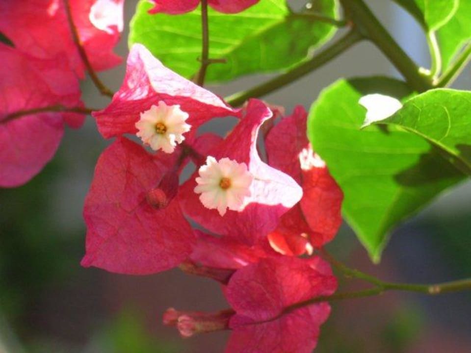 encore des fleurs Hotel Grand Palladium Palace Resort, Spa & Casino