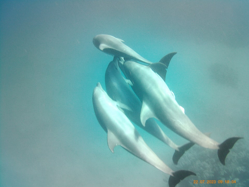 Sport & Freizeit Coral Sun Beach