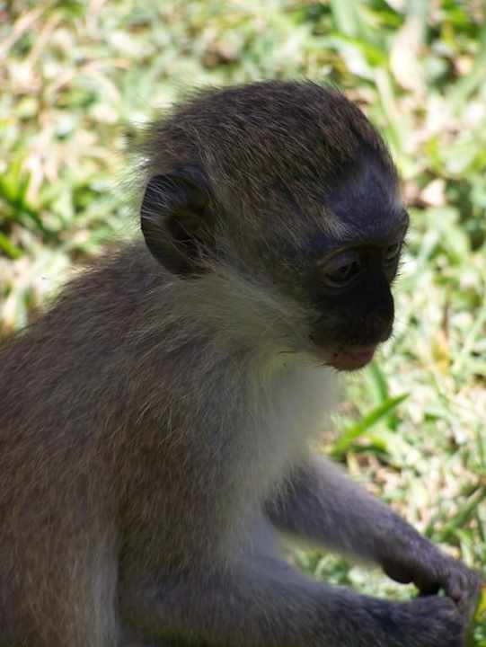 Kleines Äffchen Hotel Papillon Lagoon Reef