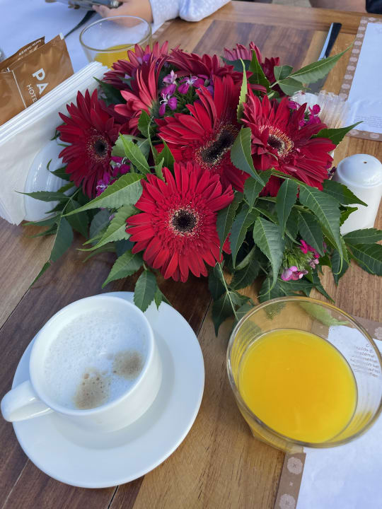 Gastro Papillon Belvil