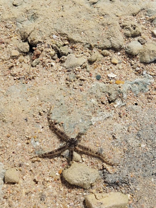 Sonstiges Pickalbatros Citadel Resort