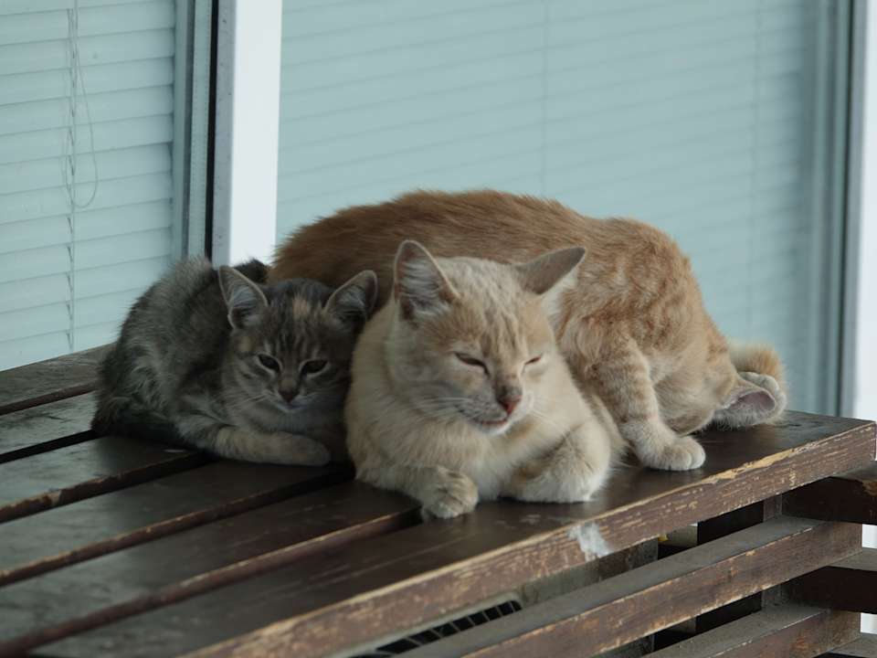Sonstiges Maritim Hotel Paradise Blue Albena
