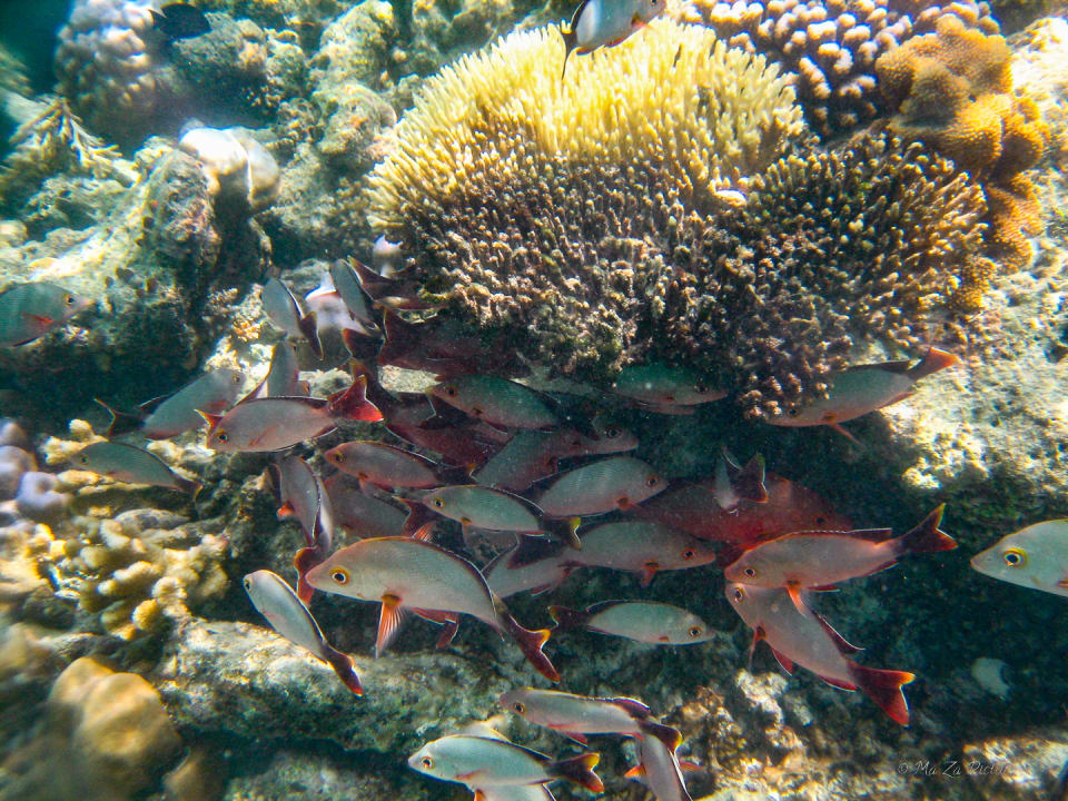 Sport & Freizeit Summer Island Maldives