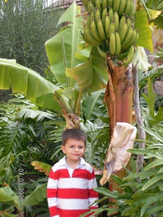 Bananenbaum Hotel Cordial Mogán Playa