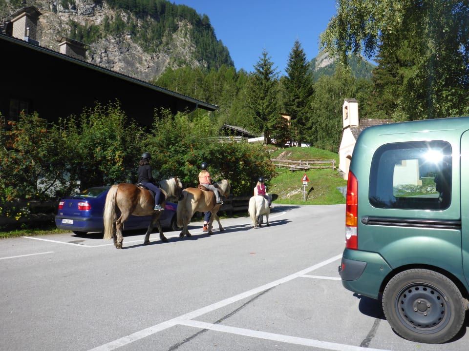 Pferdeausritte moeglich Ferienhof Wolfgangbauer