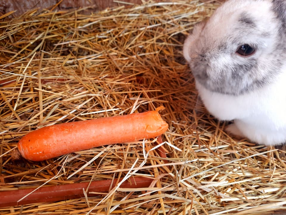 Sonstiges Ferienwohnung Schererhof