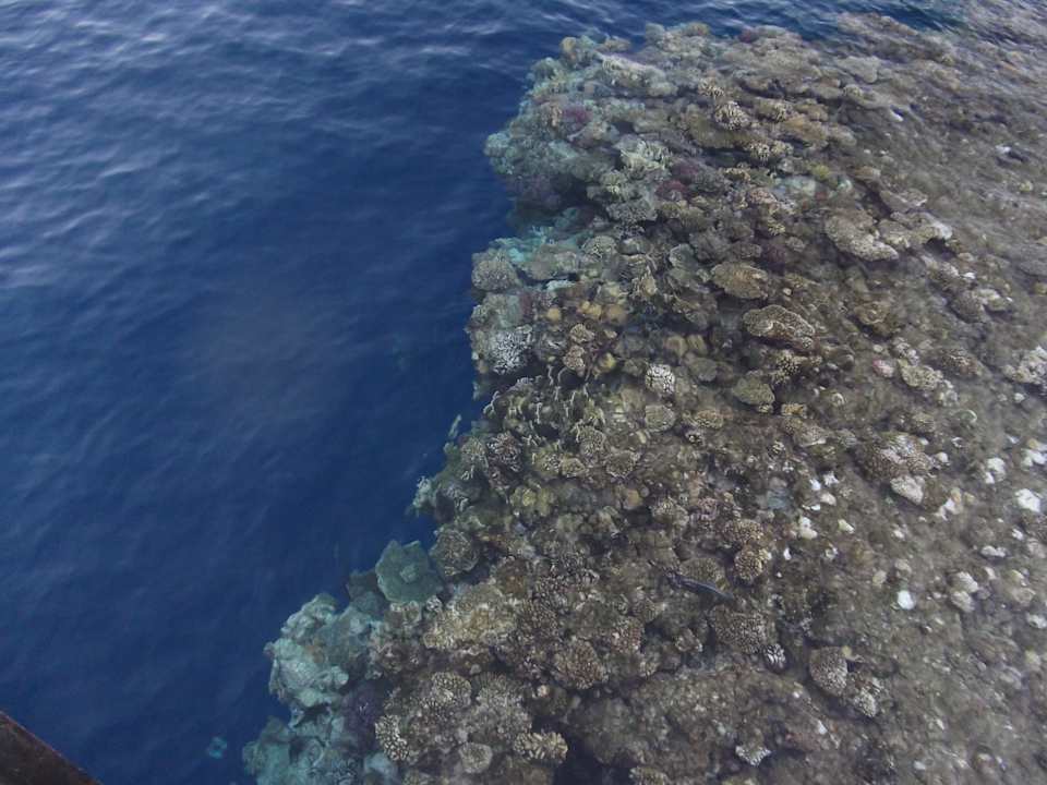 Korallen The Grand Hotel Sharm El Sheikh