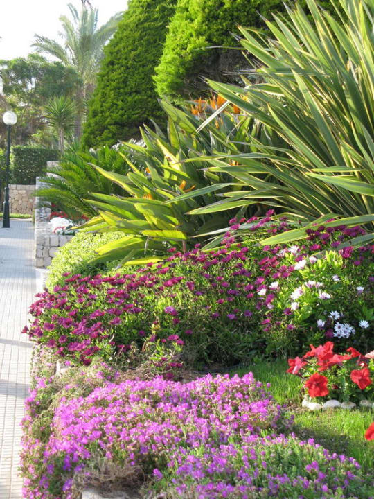 Bepflanzung vor dem Hotel Hotel Serrano Palace