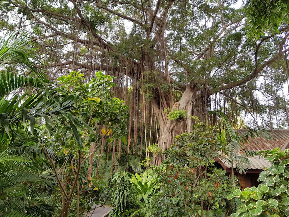 Gartenanlage Hotel The Cottage