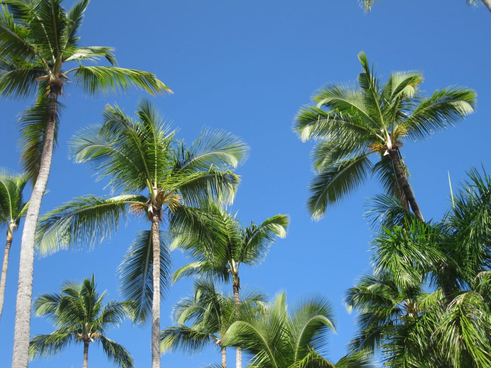 Palmen Vista Sol Punta Cana
