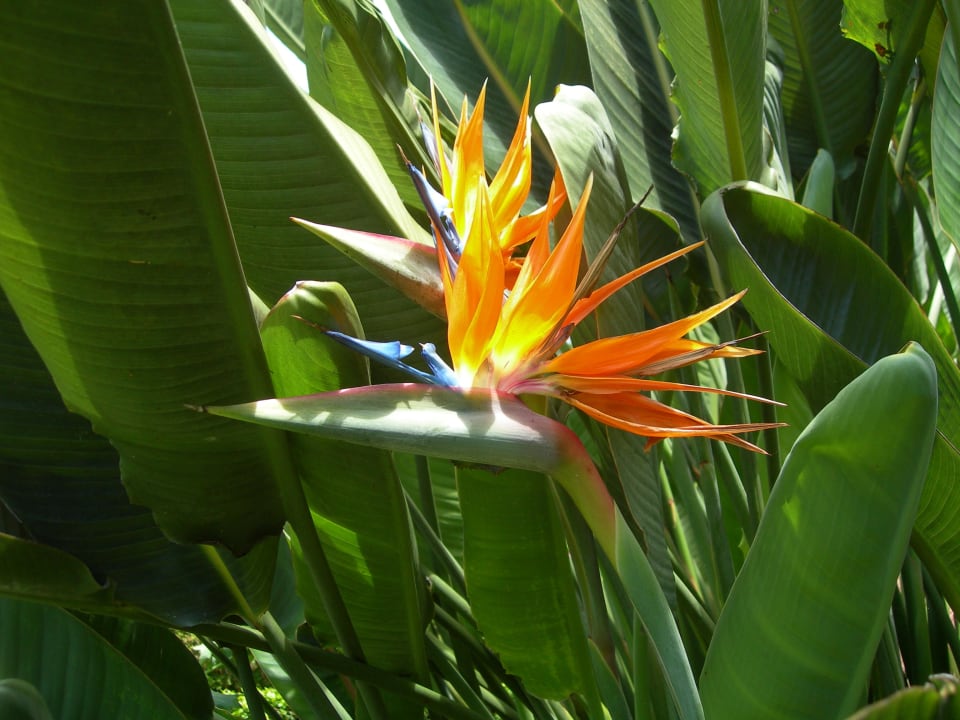 Strelizie im Hotelgarten Hotel Casa Velha do Palheiro