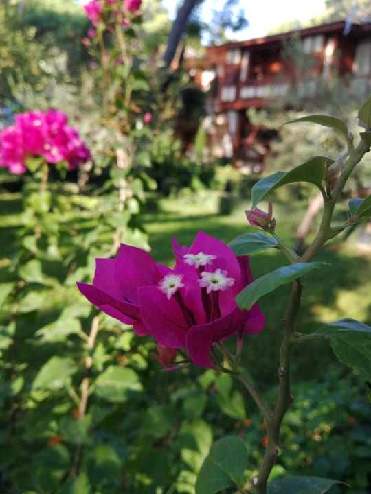 Gartenanlage Ulusoy Kemer Holiday Club