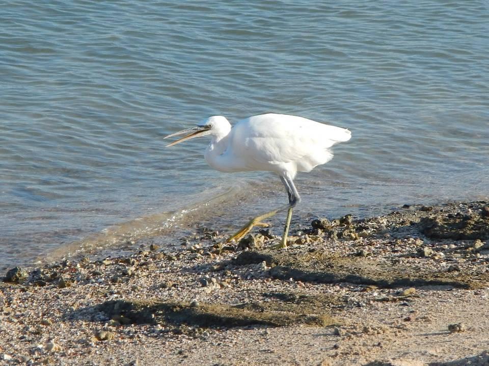 Ein täglicher Begleiter Steigenberger Coraya Beach - Adults only