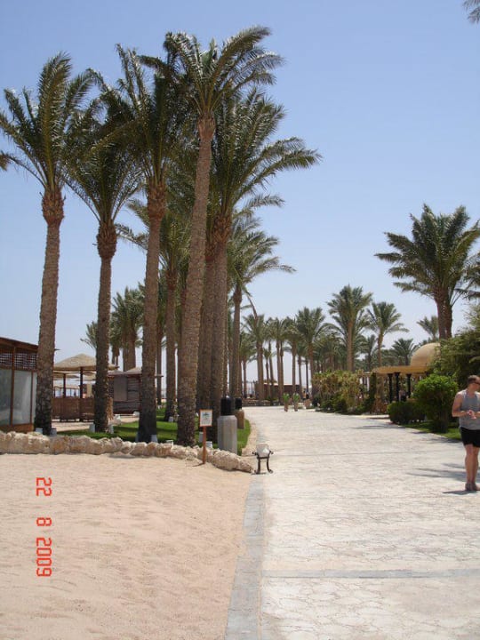200 Palmen Grand Makadi
