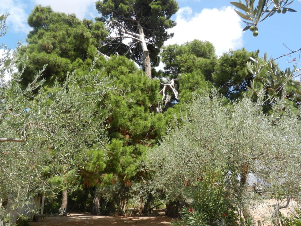 Üppiger Garten Hotel Duca di Castelmonte