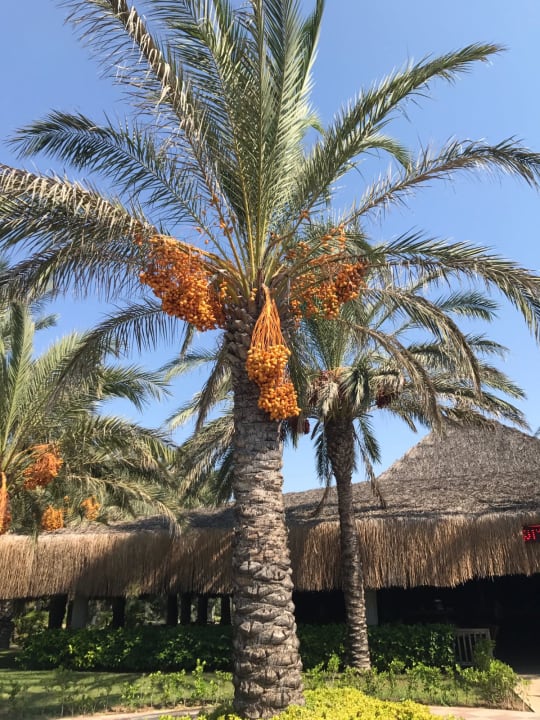 Gartenanlage Royal Wings Hotel