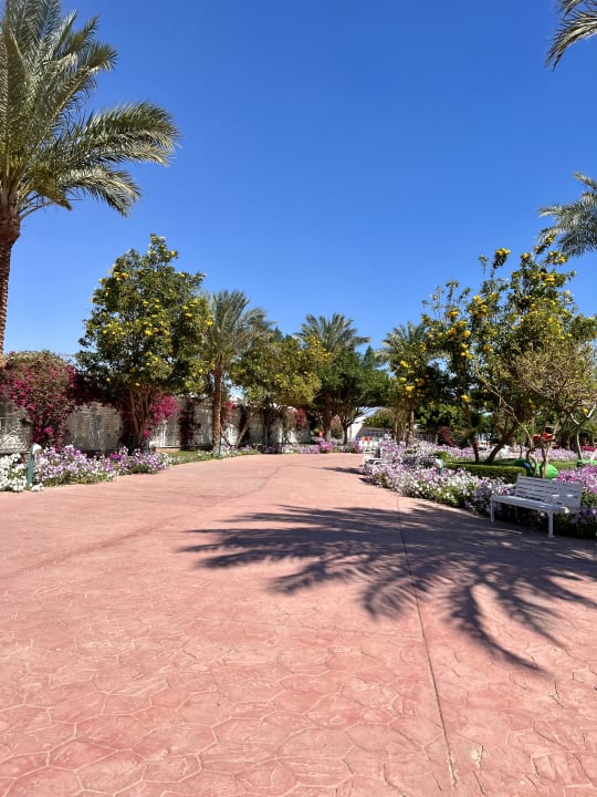 Gartenanlage Desert Rose