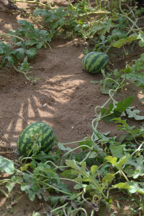 Melonen an der Stranddusche Hane Family Resort