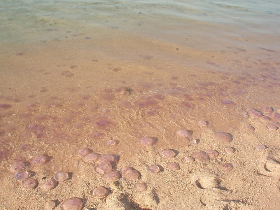 Ein paar Quallen am Strand Grand Makadi