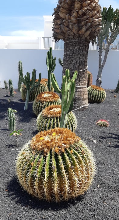 Gartenanlage Hotel Floresta