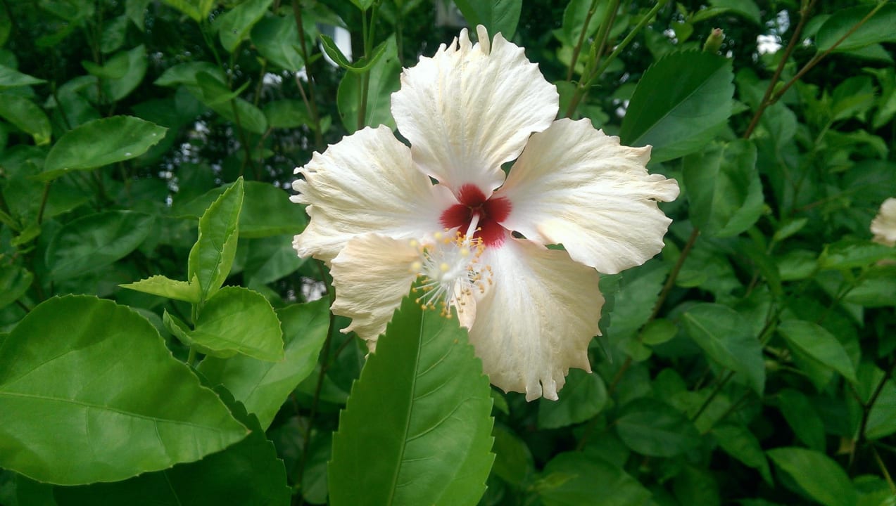 Lotusblüte Sunwing Kamala Beach