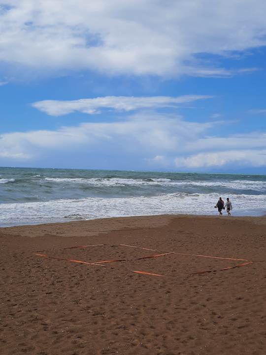 Strand Seashell Vega