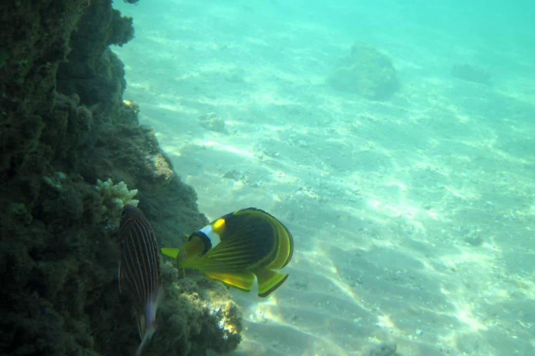 Strand/Riff Pickalbatros Dana Beach Resort - Hurghada