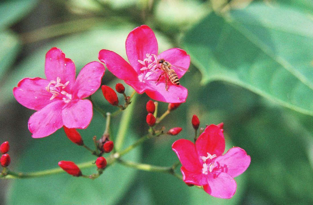 Blüten wohin man schaut. The Laguna A Luxury Collection Resort & Spa