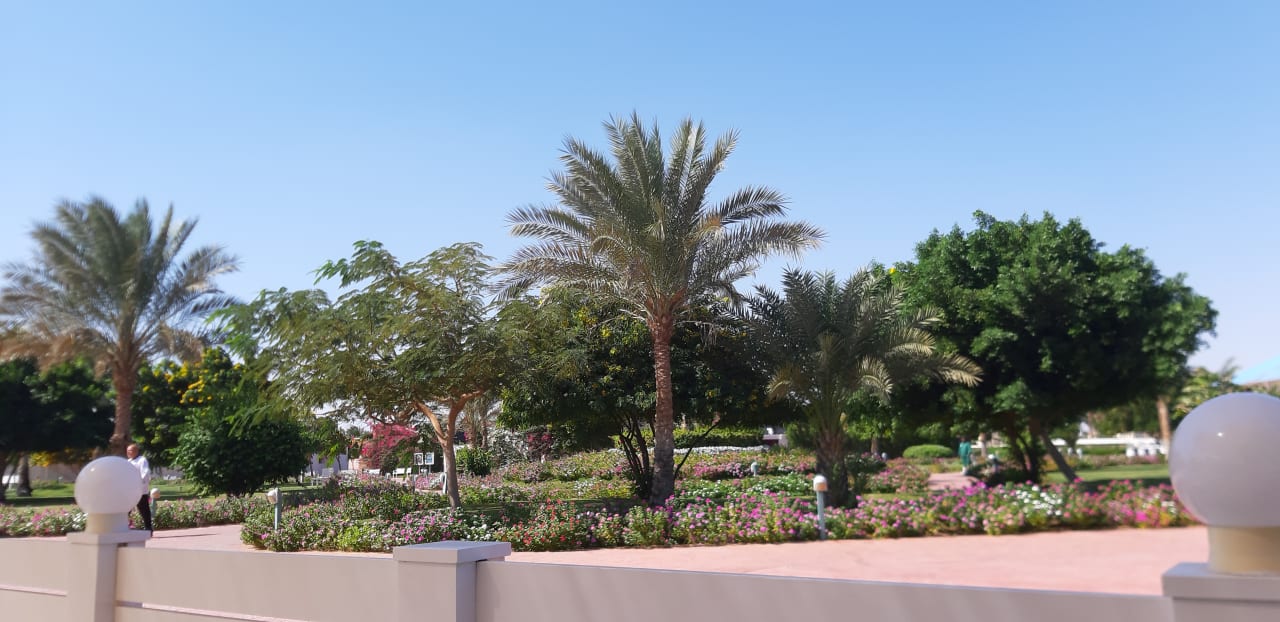 Gartenanlage Desert Rose