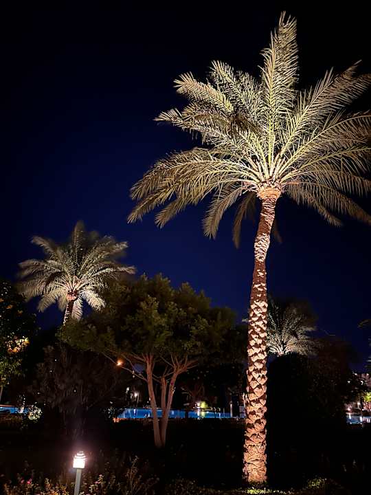 Gartenanlage Desert Rose