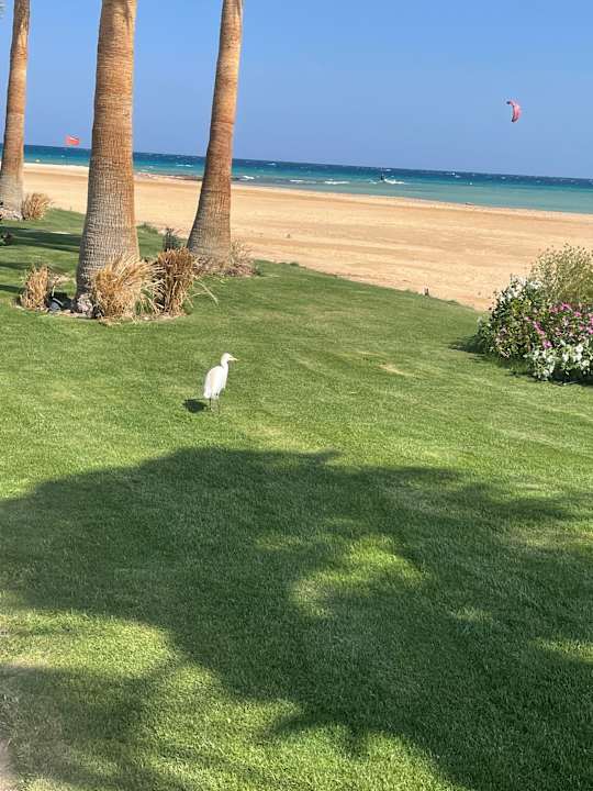 Strand Shams Prestige Abu Soma-Adults Only