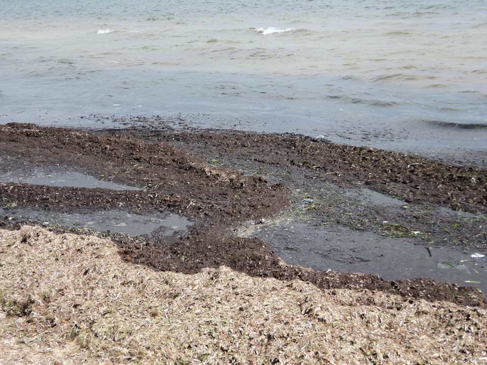 Algenplage am 5. Tag Alassio Hotel and Thalasso