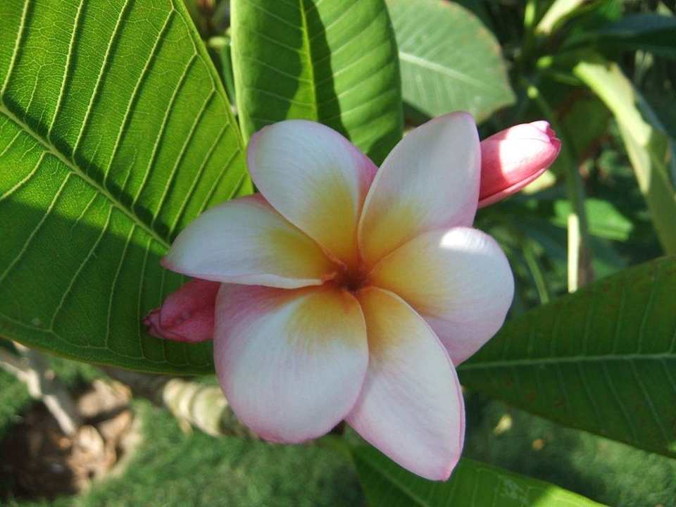 Blüte Three Corners Sea Beach Resort